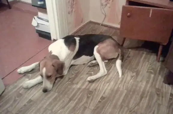 Собака найдена между Коктебелем и Орджоникидзе в Крыму