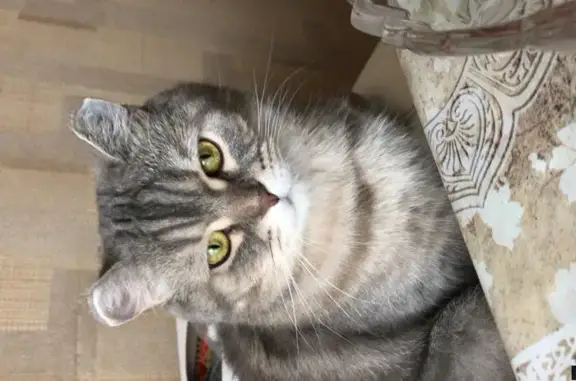 Кошки потеряшки, Наумово, фото: Потеряшка котик в деревне Уланово, Рязанская область