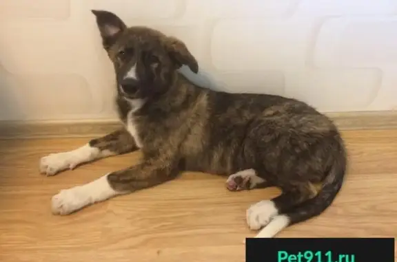 Найдена собака в Путилково 11.08, ищут хозяев