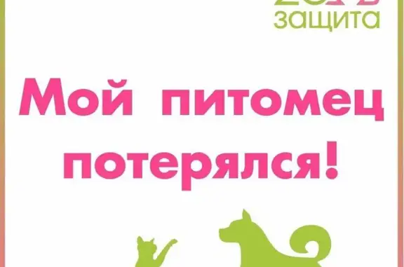 Пропала кошка на Ленина 237 #потеряшки_БФЗоозащита