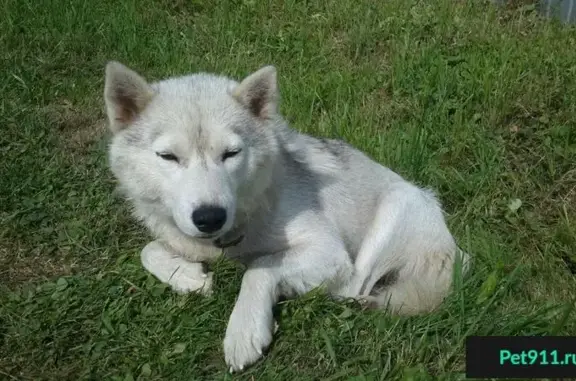 Найдена собака в Новом Быте, Чеховский район