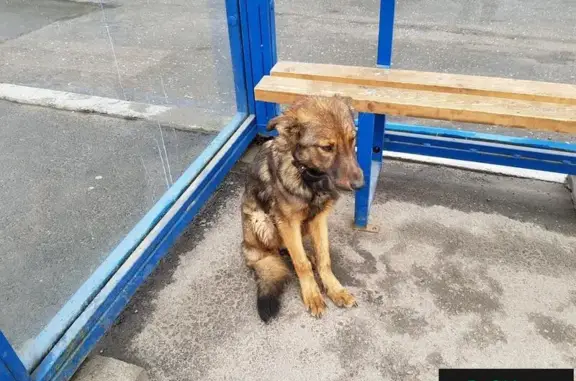 Найдена собака в Мурманске, ул. Челюскинцев, Tomyn Hlifiger на ошейнике.