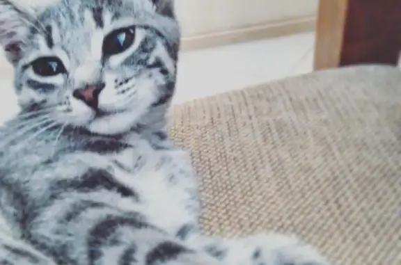 Кошки потеряшки, Николаевский сельсовет, фото: Потеряшка кошка Дымка в деревне Ушаково, Башкортостан