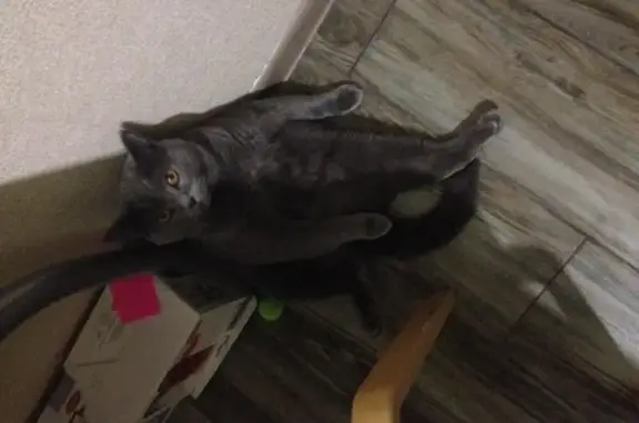 Кошки потеряшки, Деревня Колыхманово, фото: Потеряшка кошка в Юхновском районе Калужской области