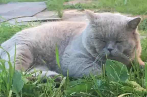 Пропала британская кошка в Лен.обл, деревня Михайловка