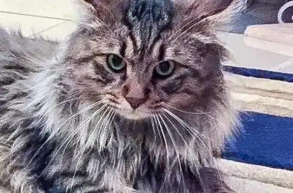 Пропала кошка в Красноярске: Курильский бобтейл без хвоста #удачный #вознаграждение