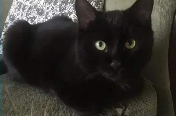 Пропала кошка, найден чёрный кот на ул. Тихонравова 17А