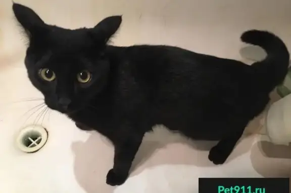 Найден черный кот (Вторчермет, Екатеринбург)