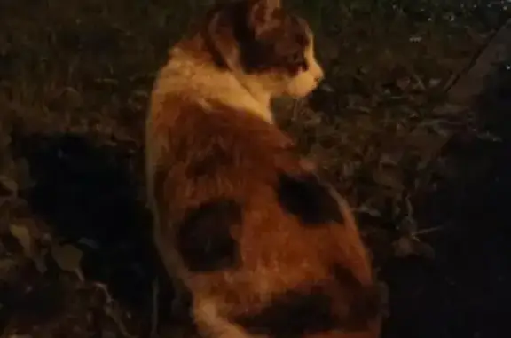 Потерялась кошка в Невском районе СПб (дом №57)