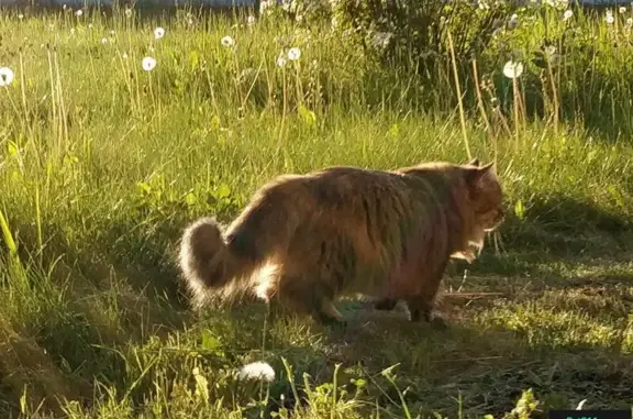 Пропала кошка на ул. 50-лет Октября, 9к1, темно-русый окрас, номер на ошейнике