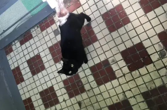 Найдена домашняя черная кошка на Воловьей улице в Москве