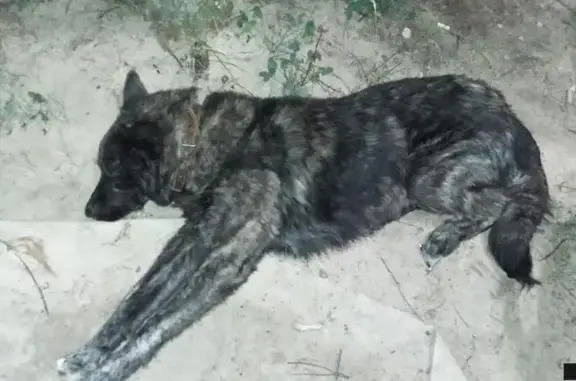 Найдена собака на улице Изотова в Гатчине