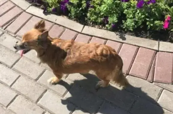 Пропала собака на ул. Старобитцевская, 13 августа, вознаграждение 30 000 руб.