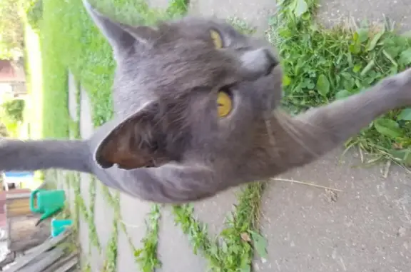 Найден кот в СНТ Поречье, Истринский район