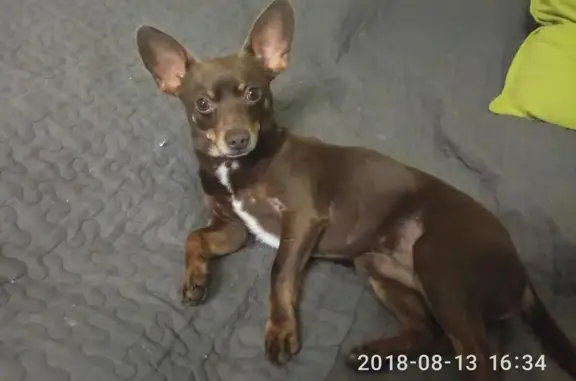 Собака найдена на Никольско-Архангельском кладбище в Москве
