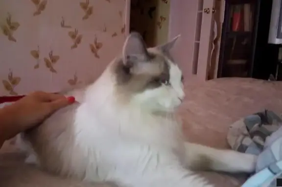Пропала кошка в районе Химиков 90, ищем кота по кличке «Сёма»
