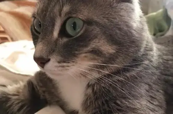 Пропала кошка в Иркутске: серый окрас, зелено-голубые глаза.