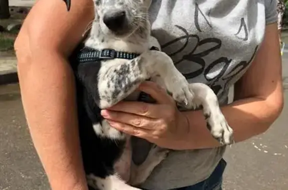 Найдена собака в Кировском районе