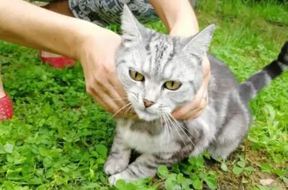 Найдена британская кошка в р-не Дуси Ковальчук, Новосибирск