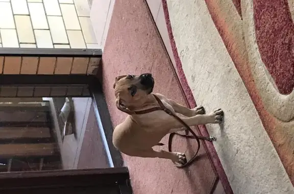 Найдена собачка на Гаражной улице, Краснодар