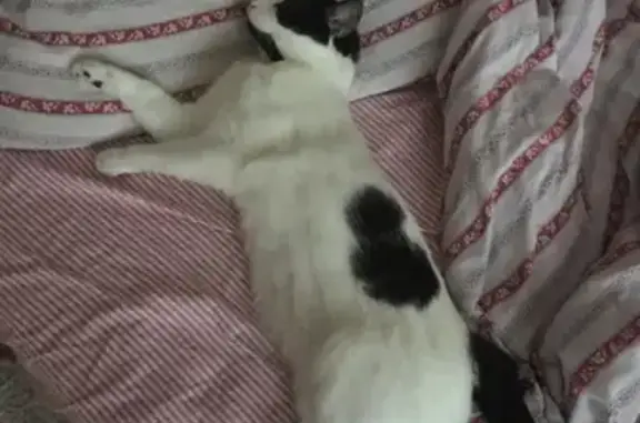 Кошки потеряшки, Полянское, фото: Потеряшка бело-черная кошка в поселке Вишнёвка, Ленинградская область