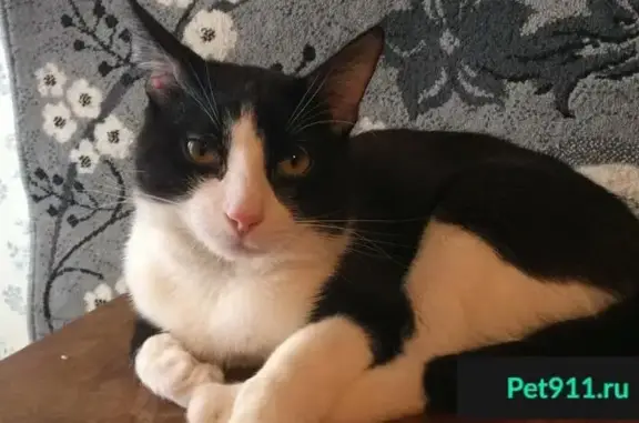 Пропал кот Неймар в Раменском, вознаграждение за информацию