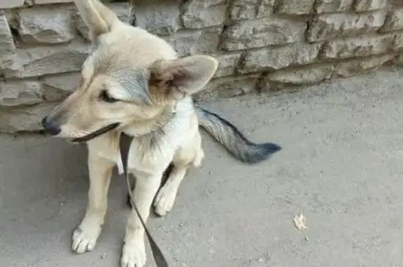 Найдена щенка на набережной в Кирове