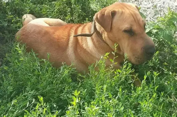 Найден пёс в Энгельсе, ищем старого хозяина
