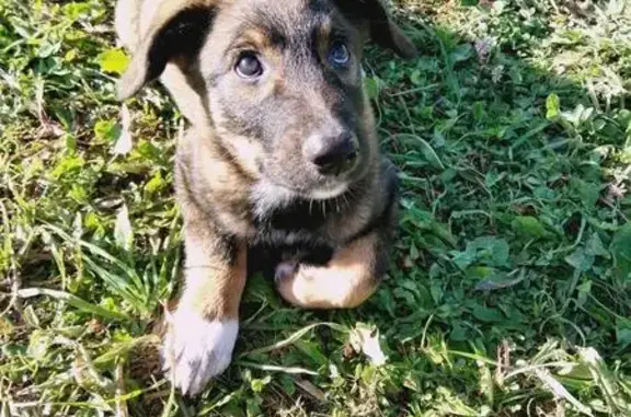 Найден щенок на ул. Кременчугская, дом 5 в районе Фили-Давыдково