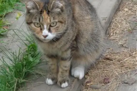Найдена домашняя кошка в Хабаровске