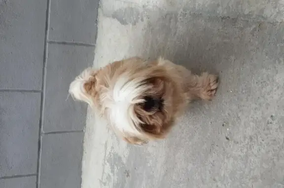 Найдена собака на ул. Галковского во Владикавказе