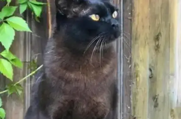 Кошки потеряшки, Студеное Поле, фото: Потеряшка кошка в деревне Студеное Поле, Тверская область