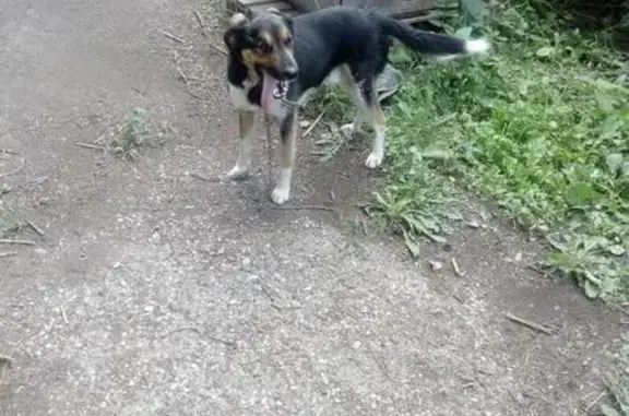 Найден молодой пес в Стерлитамаке