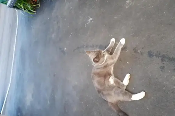 Найдена серенькая кошка с ошейником на ул. Лавочкина, 44к3