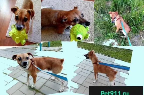 Найден послушный пес в Подольске, МО