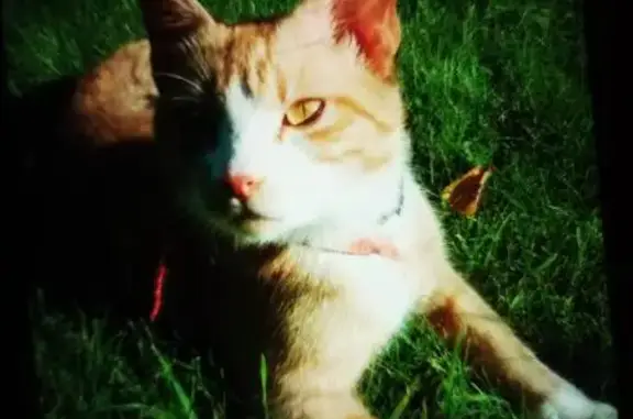 Пропала кошка в дачном посёлке Черкизово, Московская область, 70А