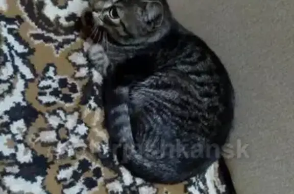Найдена кошка в Кировском районе