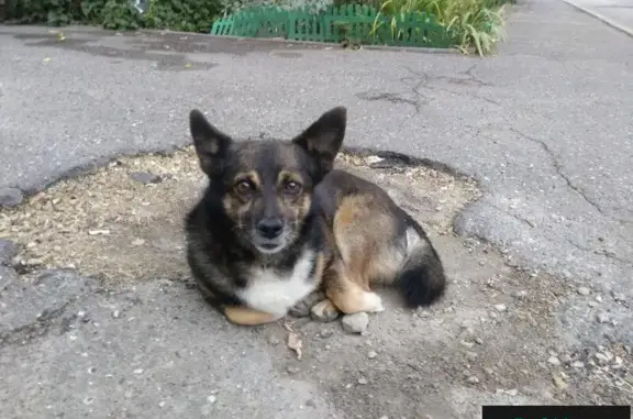 Найдена собака на ул. Сабан, Казань