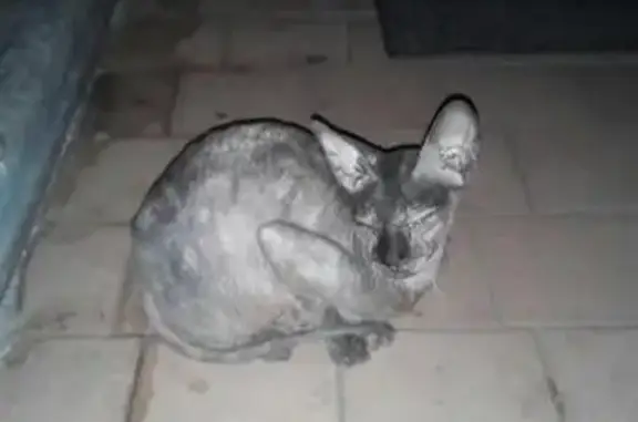 Найдена кошка на ул. Горбатова, нужен хозяин