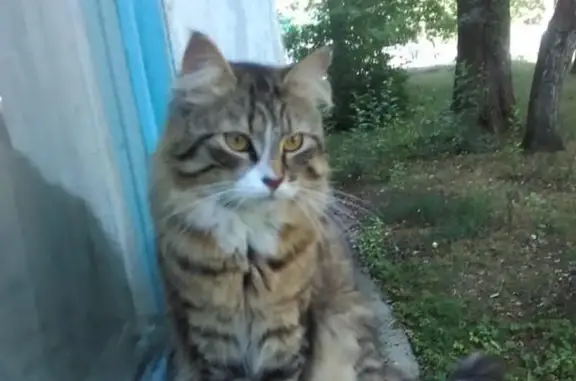 Кошки потеряшки, Воронеж, фото: Потеряшка кот Шустрик на Октябрьской 6!