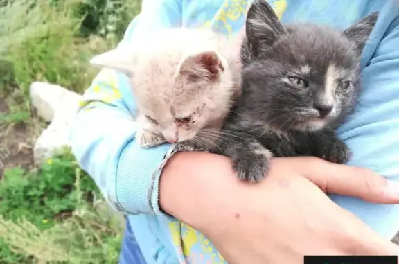 Найдены котята возле магазина в Новосибирске