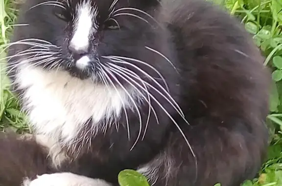 Найдена кошка на ул. Коллонтай, 47 в СПб