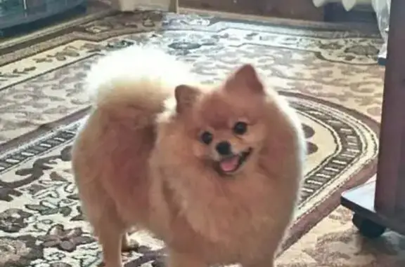 Собаки потеряшки, Усть-Ухта, фото: Потеряшка собака Порш в п. Бутово, ищем в Сосногорске и микрорайонах!