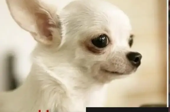 Собаки потеряшки, Писковичская волость, фото: Потеряшка собака в деревне Амосово, Псковская область