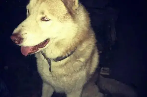 Пропала собака в Воскресенском районе МО.