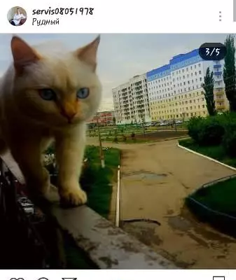 Пропала кошка Стиф на улице Гагарина 17