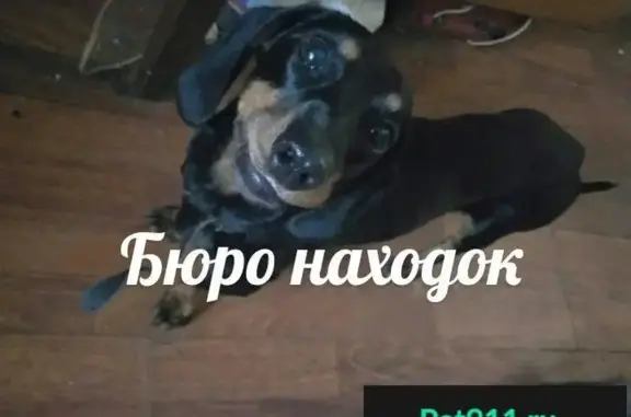 Найдена собака на Малиновского, Сульфат - ищем новый дом