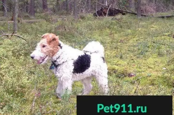 Пропала собака в Курортном районе Санкт-Петербурга