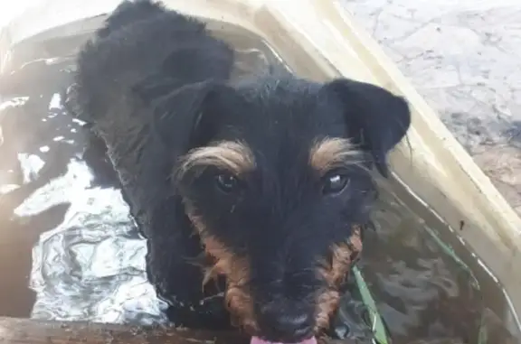 Пропала собака Рада на трассе Чита-Улан-Удэ, вознаграждение за находку