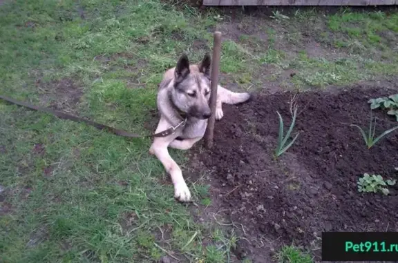 Найдена потерявшаяся собака в районе д.Осиновка, Кемерово